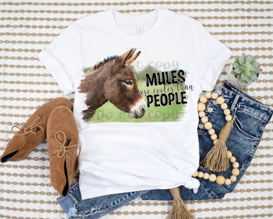 Mules are cooler than people